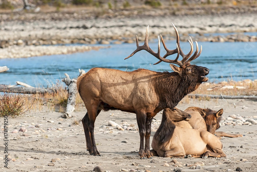 Photography Bugling Elk