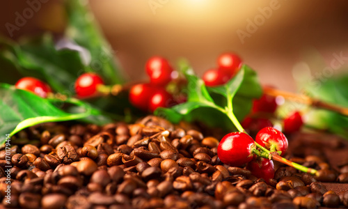 Coffee. Real coffee plant on roasted coffee background