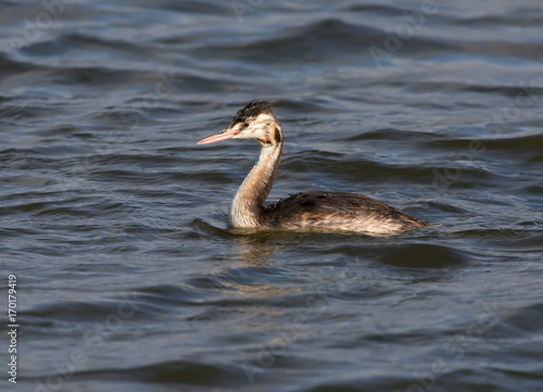 One young great grebe swimming.