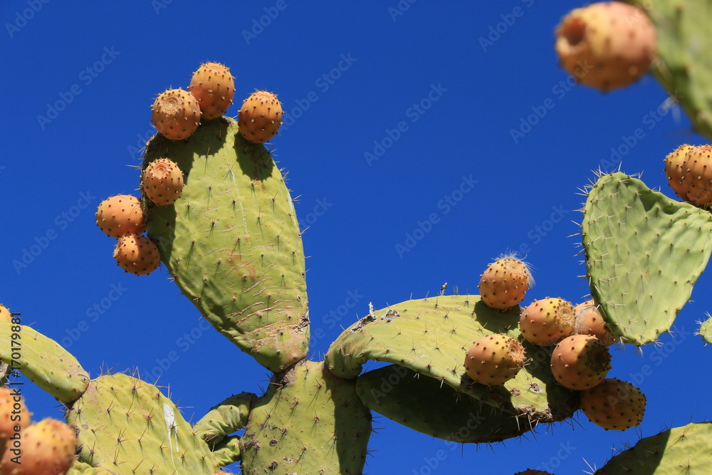 Kaktus Feigen