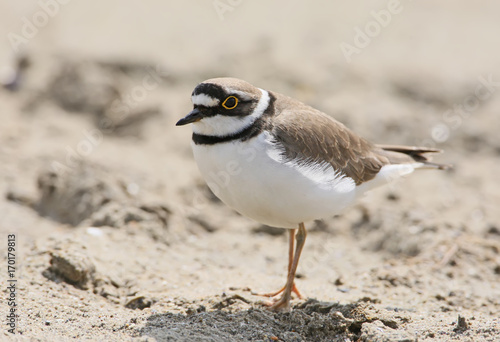 Close up portrait of ringed plover in breeding plumage on the sand.