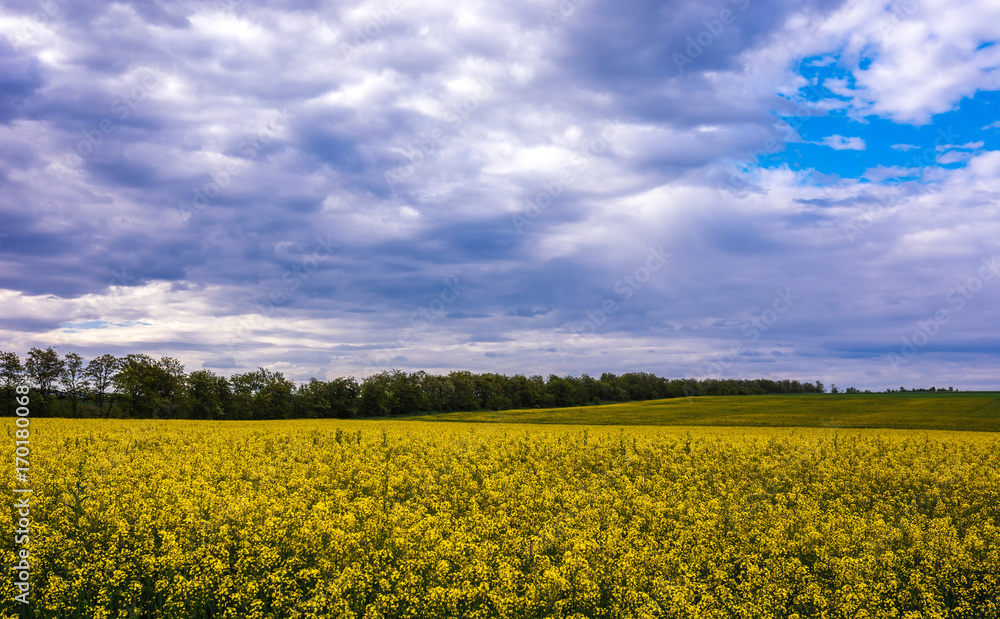 Canola field, landscape on a background of clouds. Canola biofuel. Canola field, landscape on a background of clouds. Canola biofuel.