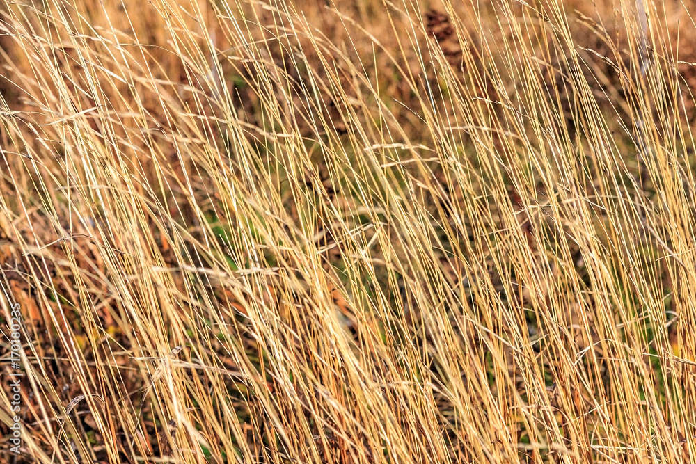 Brown yellow grass autumn sunny background Brown yellow grass autumn sunny background