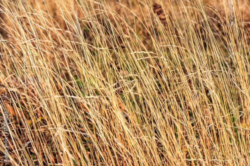 Brown yellow grass autumn sunny background