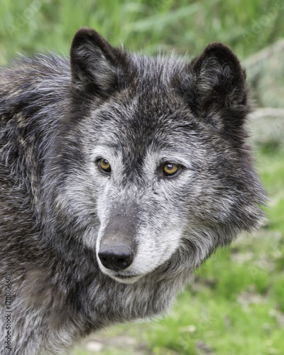 Grey wolf portrait © Roy