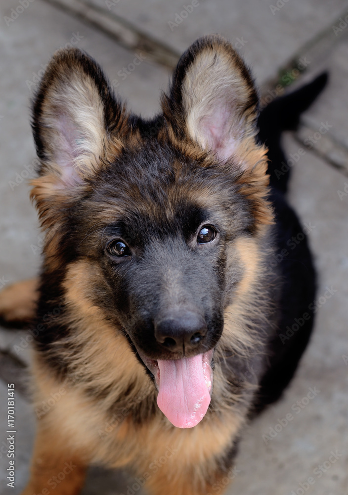 Close Up Portrait of German Shepherd Puppy. Cute Fluffy Little Pet Close Up Portrait of German Shepherd Puppy. Cute Fluffy Little Pet