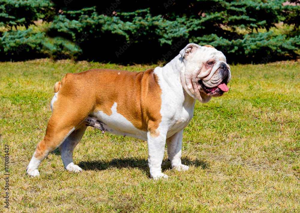 Bulldog in profile.  Bulldog stands on the grass. 