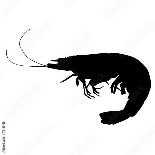 black and white silhouette of shrimp