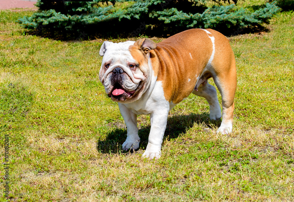 Bulldog looks ahead.  Bulldog stands on the grass. 