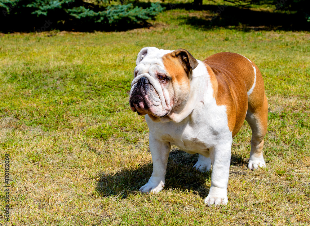 Bulldog looks aside. Bulldog stands on the grass. Bulldog looks aside. Bulldog stands on the grass.