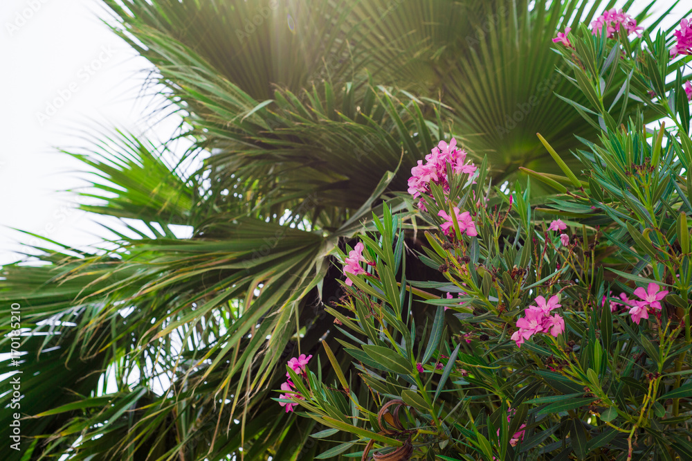 Pink oleander or Nerium Pink oleander or Nerium