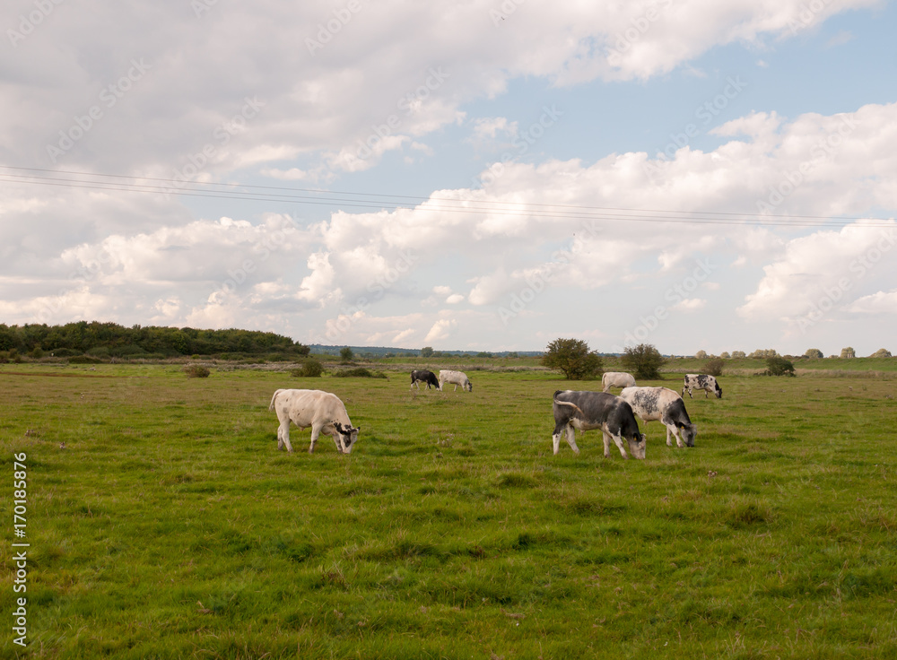 a landscape scene with dairy farm cows grazing on the grass a landscape scene with dairy farm cows grazing on the grass