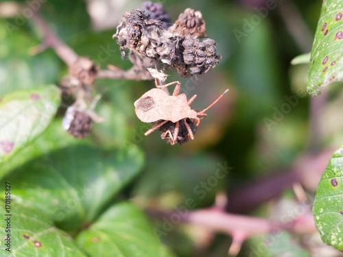 big dock bug on blackberries outside Coreus marginatus photo