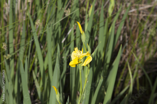 Pretty Yellow Flower