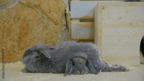 Two gray rabbit sleeping in the contact zoo