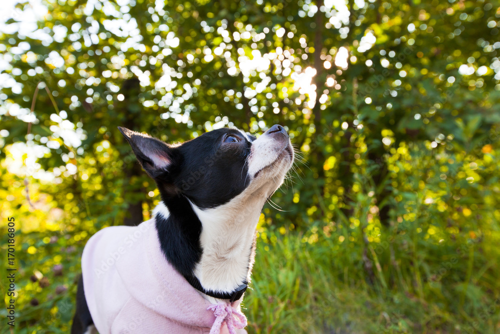 Black and white small chihuahua dog sitting in the forest in sunny light and looking into the distance. .