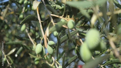 Leaves and olive shoots with bunch of buds photo