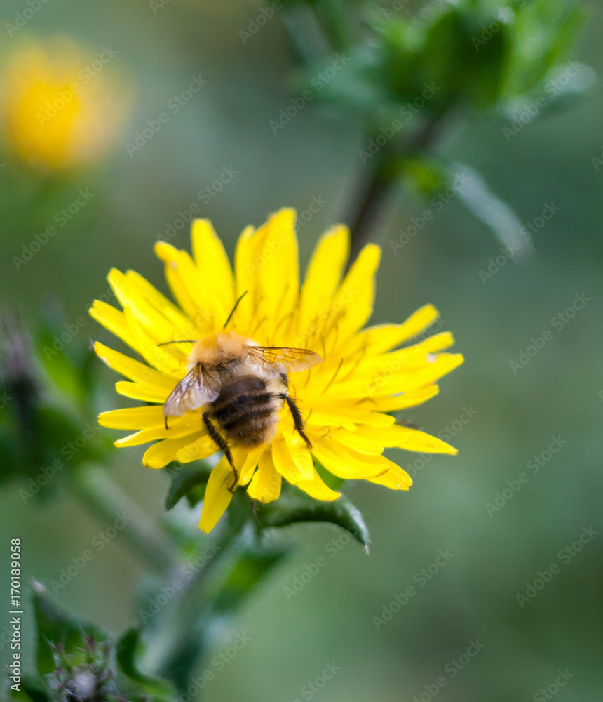 bumble bee head first on dandelion back wings bumble bee head first on dandelion back wings