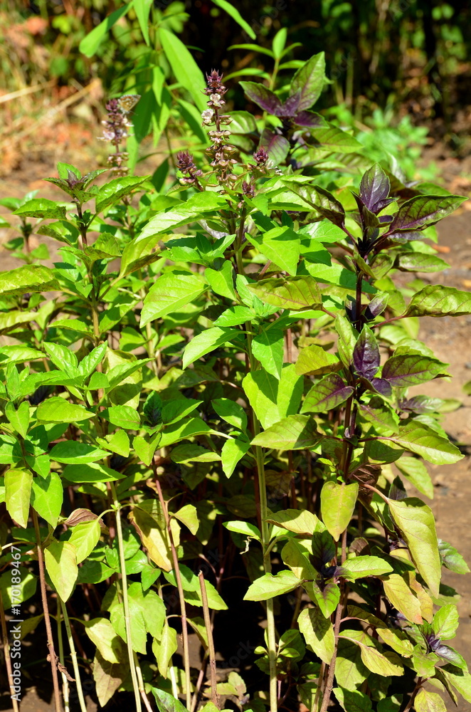 Growing in the garden green basil with a purple hue.
Growing in the garden green basil with a purple hue.