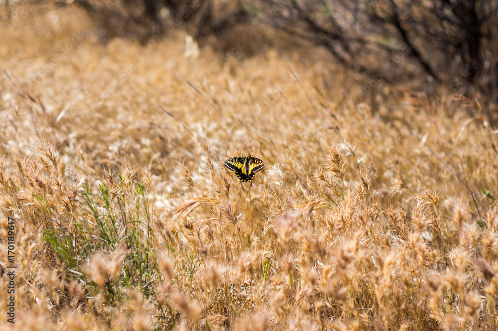 Yellow butterfly in a field of dried grasses Yellow butterfly in a field of dried grasses