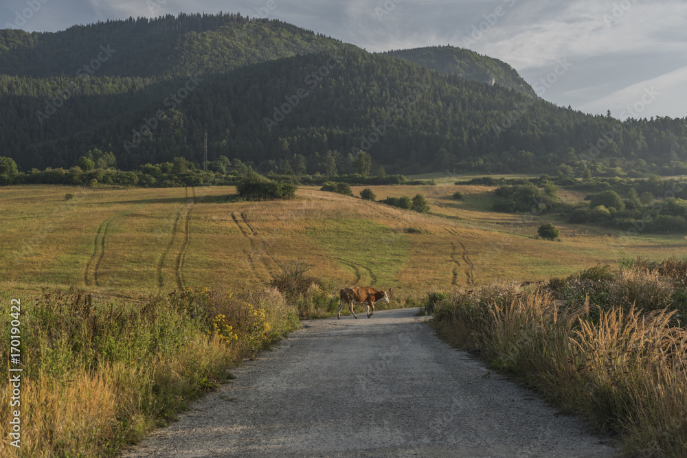 Cows near Likavka village in summer morning