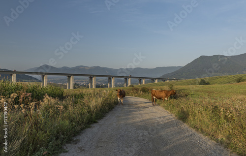 Cows and highway bridge near Ruzomberok town
