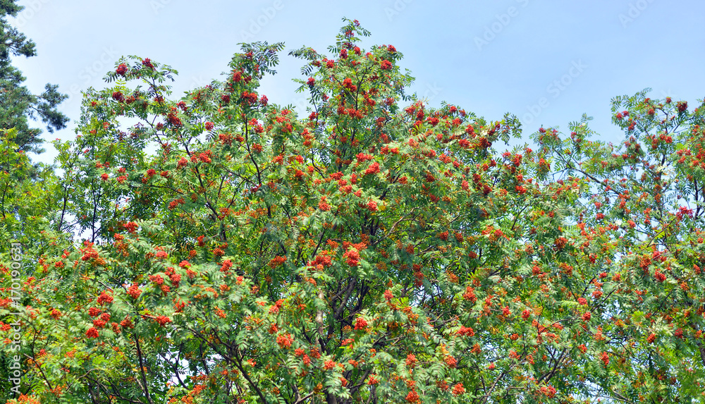 Red rowan berries on tree.