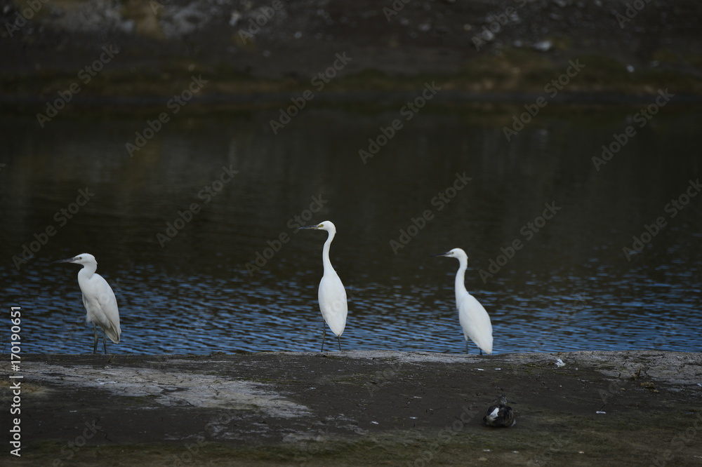 Obraz premium The sea bird
