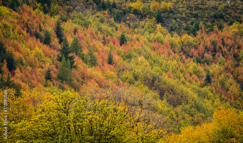 Fototapeta Naklejka Na Ścianę i Meble -  Autumn colors