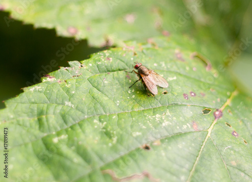 small ugly flesh fly resting on green leaf Sarcophaga carnaria