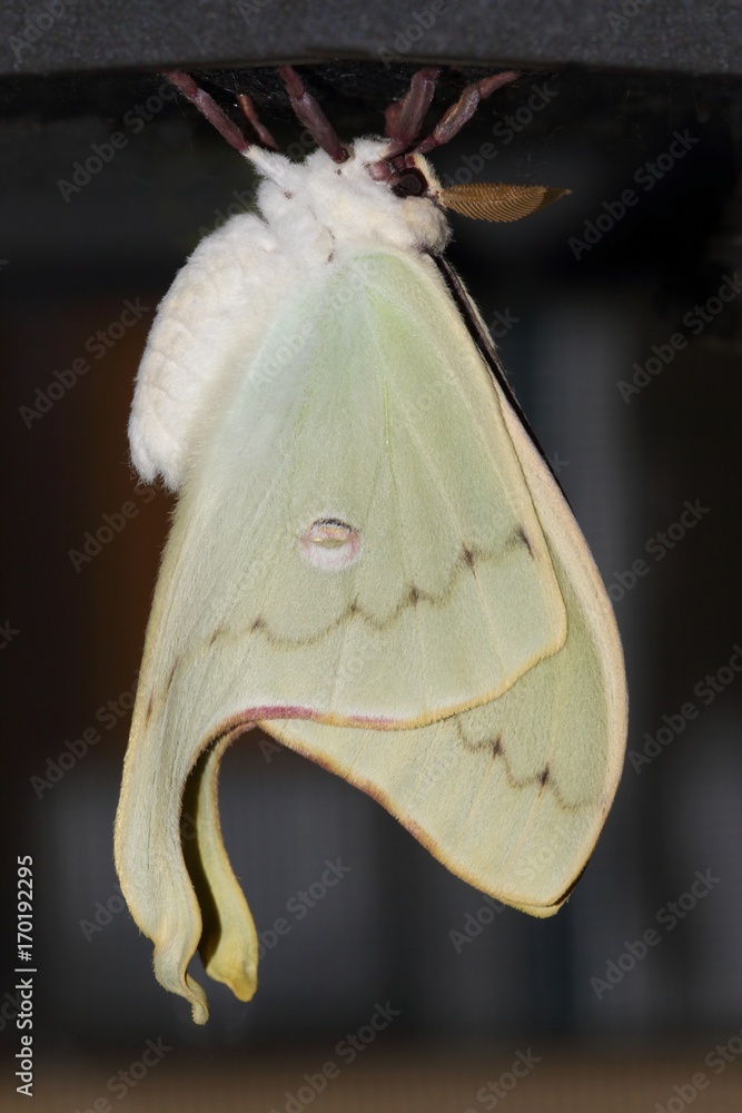 Fototapeta premium Luna Moth (Actias luna)