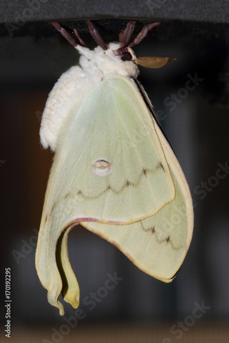 Luna Moth (Actias luna) photo