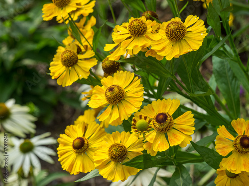 Landesgartenschau NRW photo