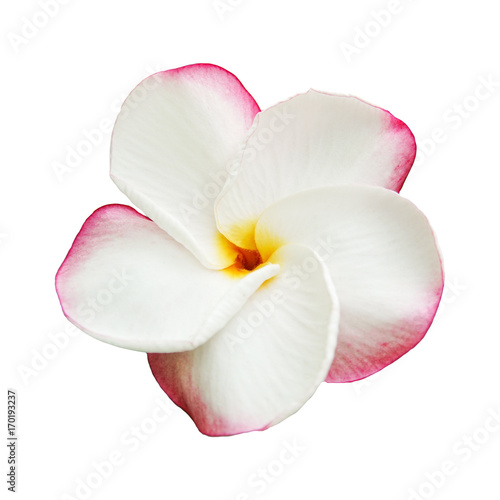 Pink Pansy Plumeria isolated on white background with clipping path