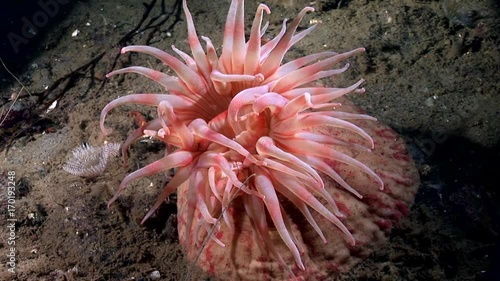 Red anemone actinia close up underwater on seabed of White Sea. Unique amazing beautiful macro video. Marine life on background of pure clear clean water. photo