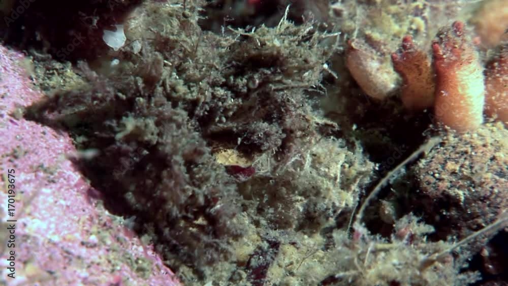 Crab hios masks camouflage underwater in search of food on seabed of White Sea. Unique video close up. Predators of marine life on background of pure and transparent water stones. Crab hios masks camouflage underwater in search of food on seabed of White Sea. Unique video close up. Predators of marine life on background of pure and transparent water stones.