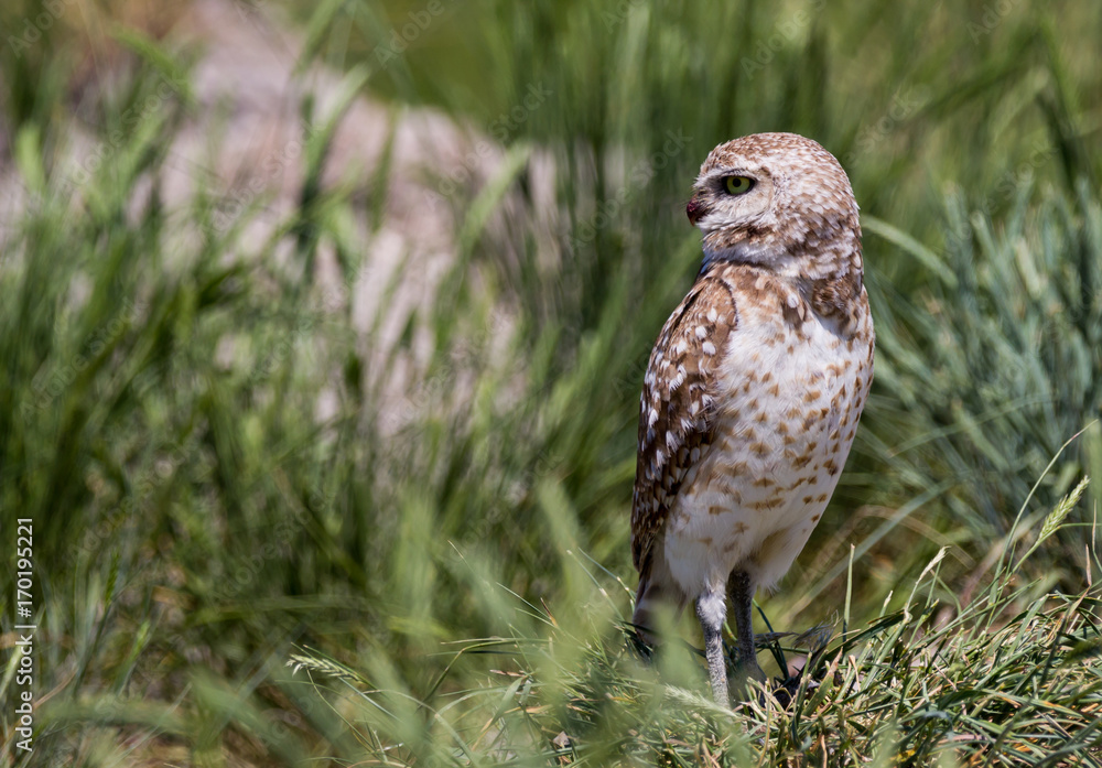 Burrowing Owl