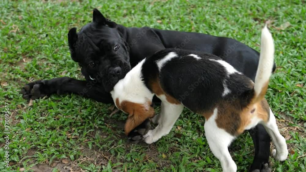Beagle Puppy Dog And Bull Terrier Playing In Garden. Slow Motion. 4K. Beagle Puppy Dog And Bull Terrier Playing In Garden. Slow Motion. 4K.