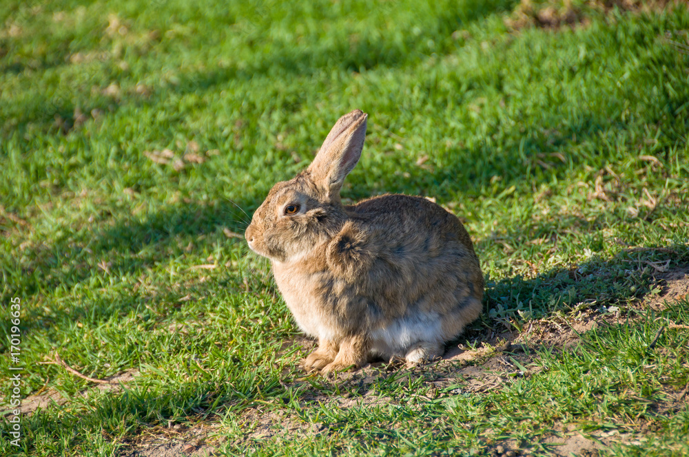 Fototapeta premium Close up of wild rabbit, bunny