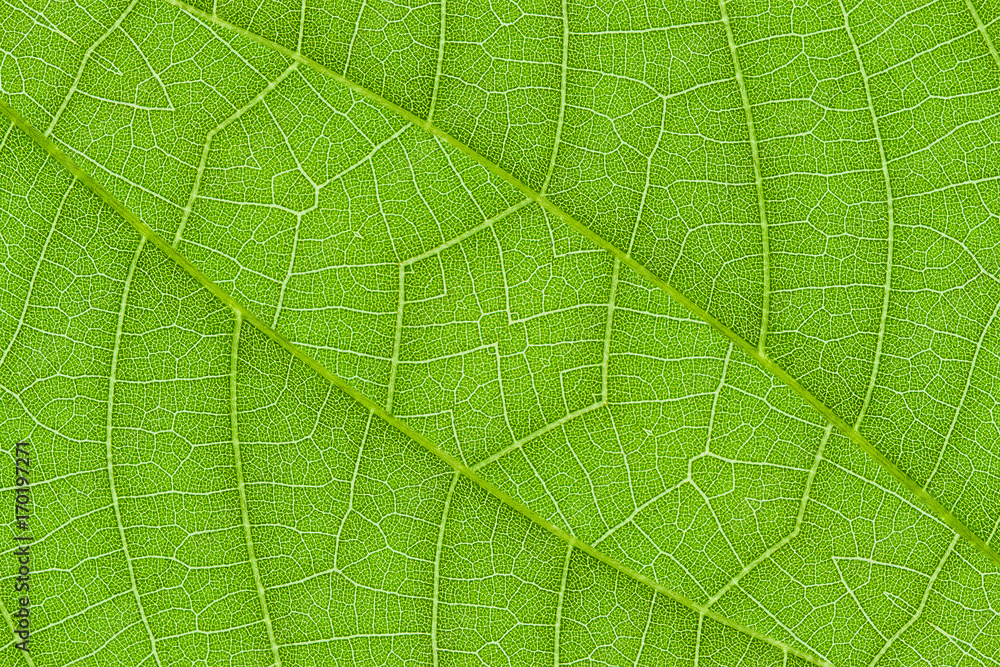 green leaf texture for pattern and background green leaf texture for pattern and background