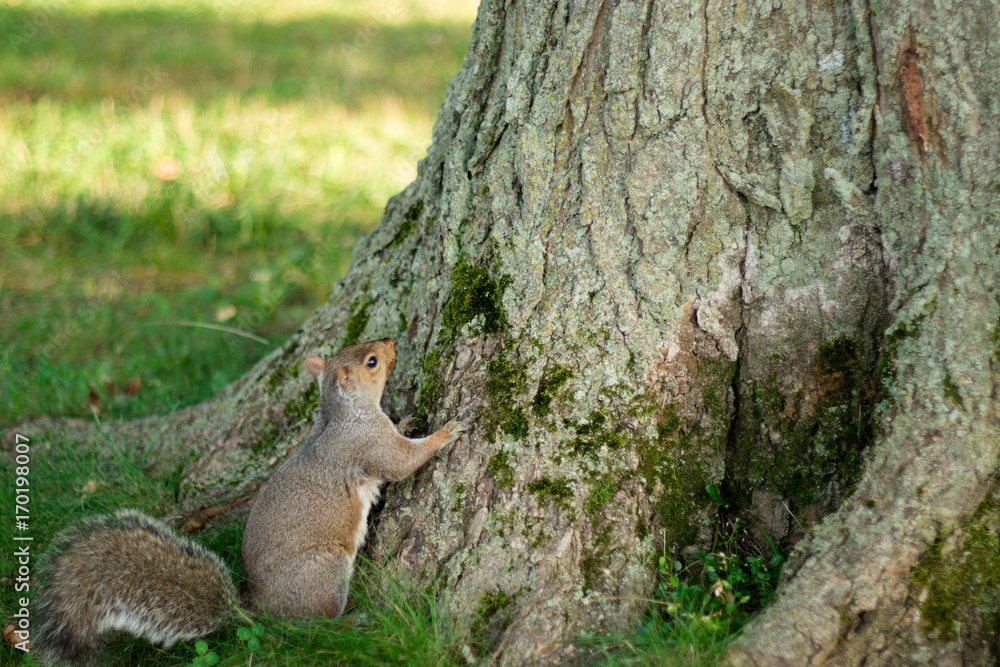 Obraz premium Adorable Squirrel