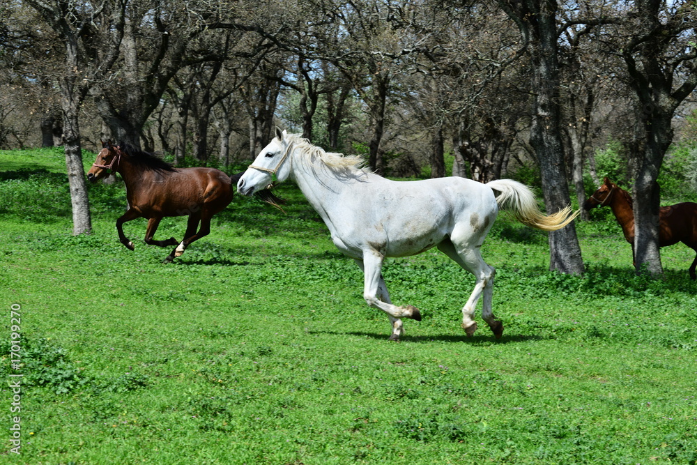 Arabian horse, Karacabey,Bursa,Turkey Arabian horse, Karacabey,Bursa,Turkey