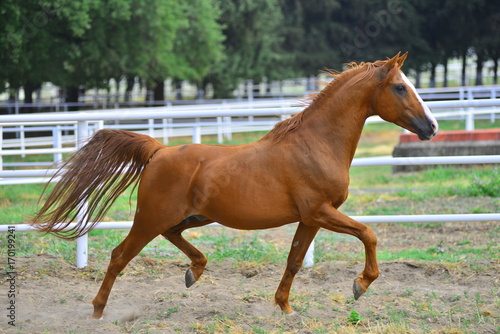 Arabian horse  Karacabey Bursa Turkey