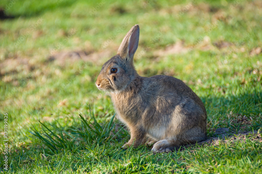 Fototapeta premium Wild bunny rabbit sitting on green grass