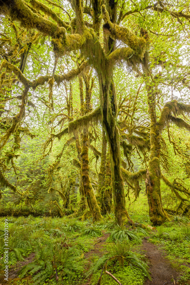 Hoh Rain Forest, Hall of Mosses, Olympic National Park Hoh Rain Forest, Hall of Mosses, Olympic National Park