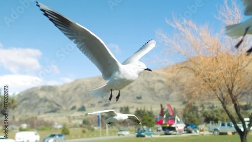 slow motion seagull