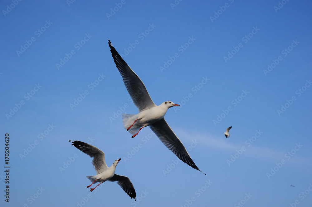 Brown-headed gull flying