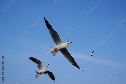 Brown-headed gull flying