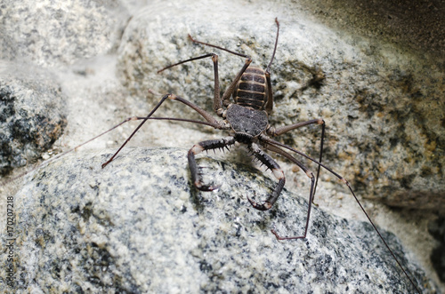 Tailless whip scorpion on the rock photo