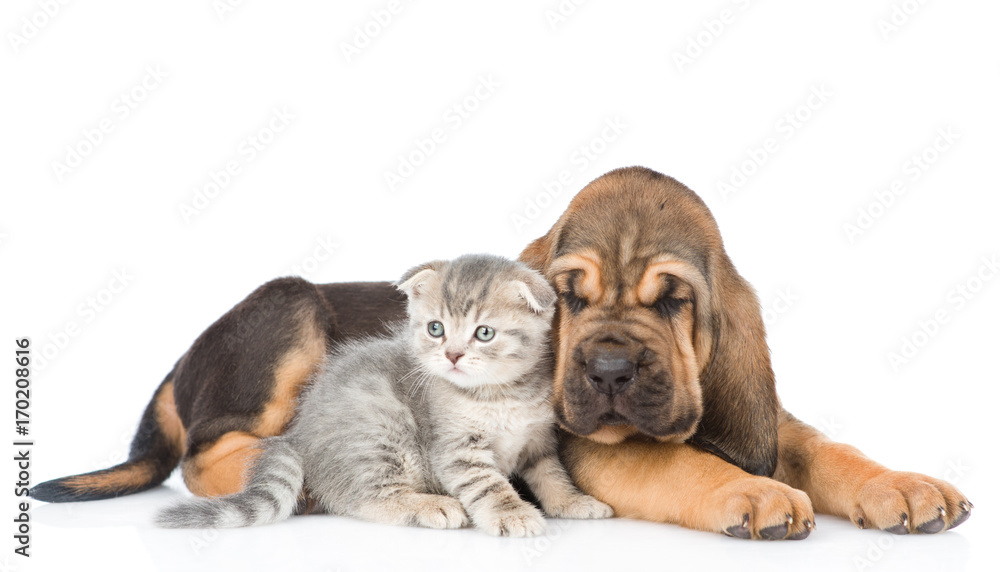 Obraz premium Bloodhound puppy and kitten lying together. isolated on white background